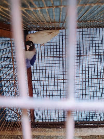 love bird