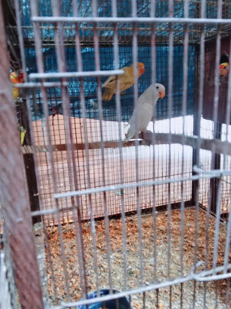 love bird — photo 2
