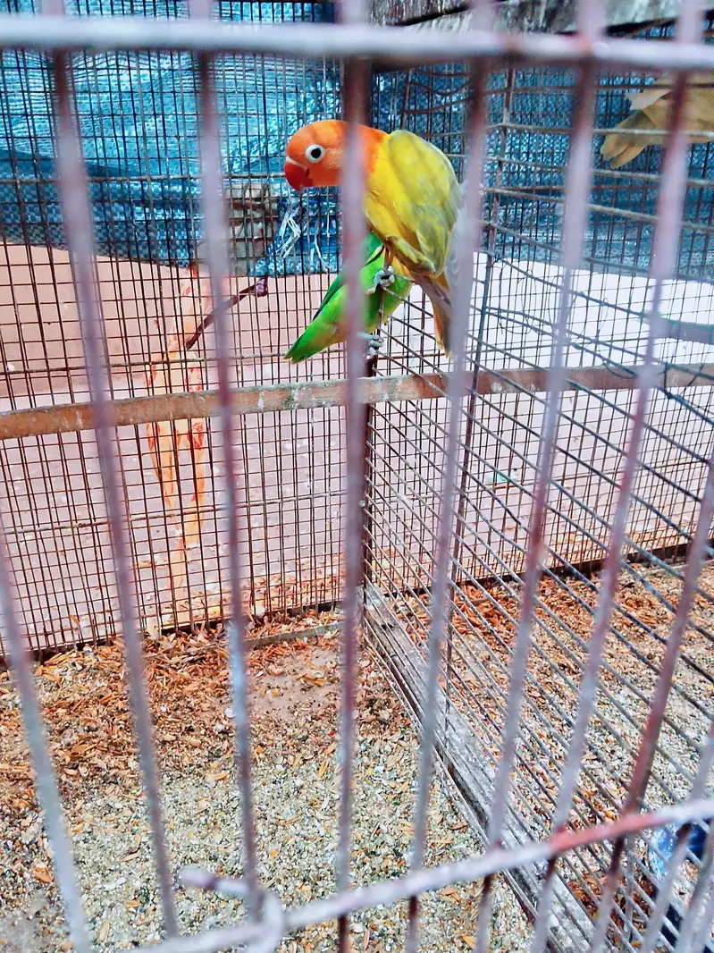 love bird — photo 3