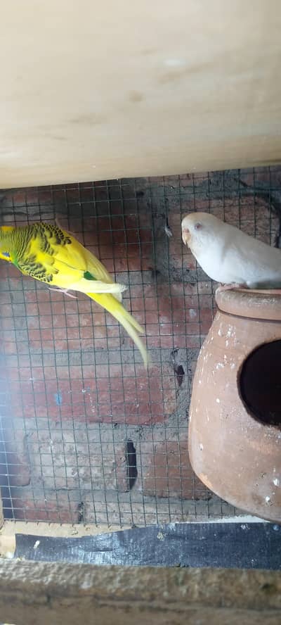 Budgies pair with chicks