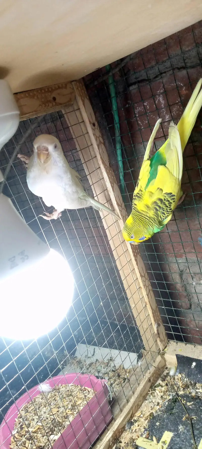 Budgies pair with chicks — photo 2
