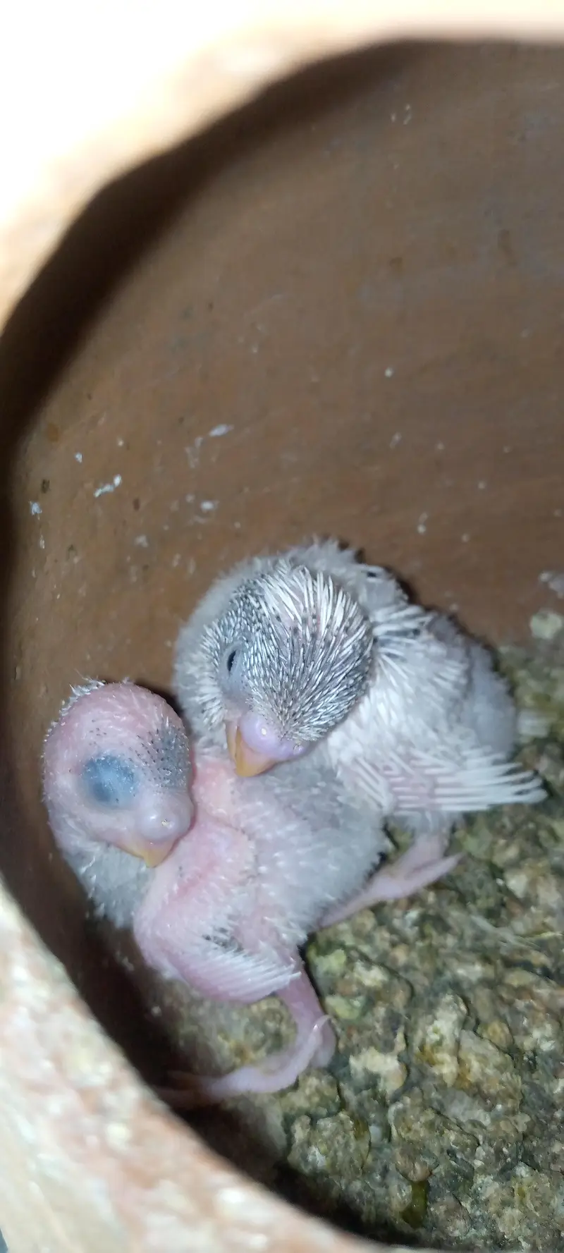 Budgies pair with chicks — photo 3