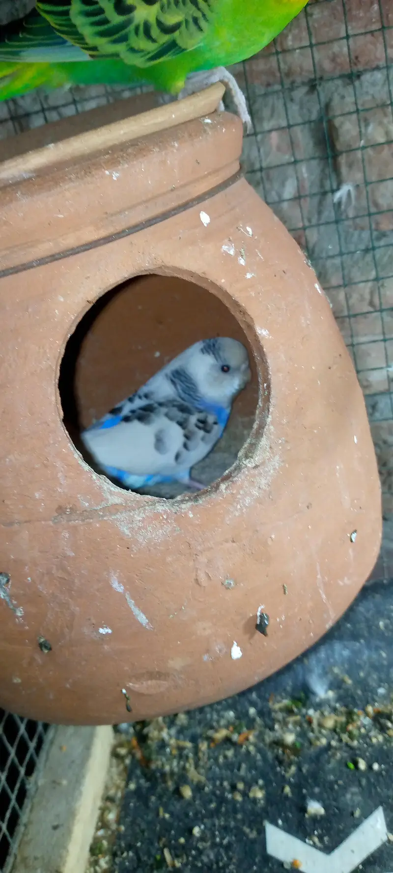 Budgies pair with chicks — photo 4