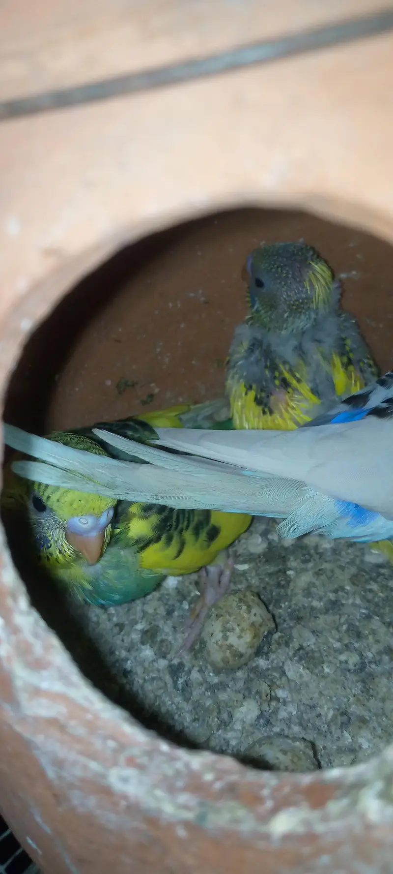 Budgies pair with chicks — photo 5