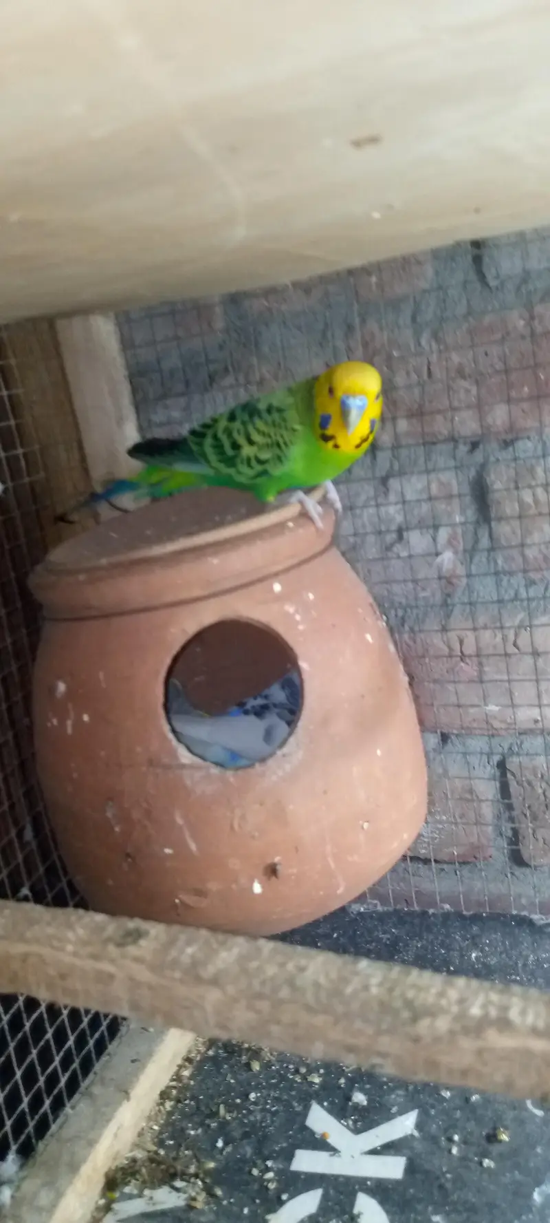 Budgies pair with chicks — photo 6