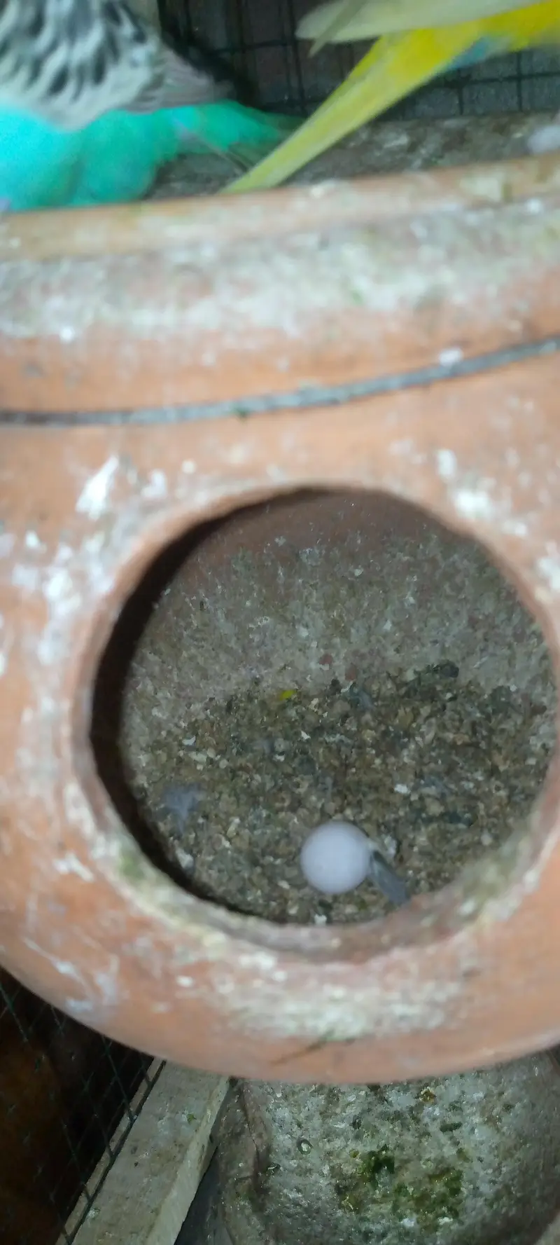 Budgies pair with chicks — photo 8