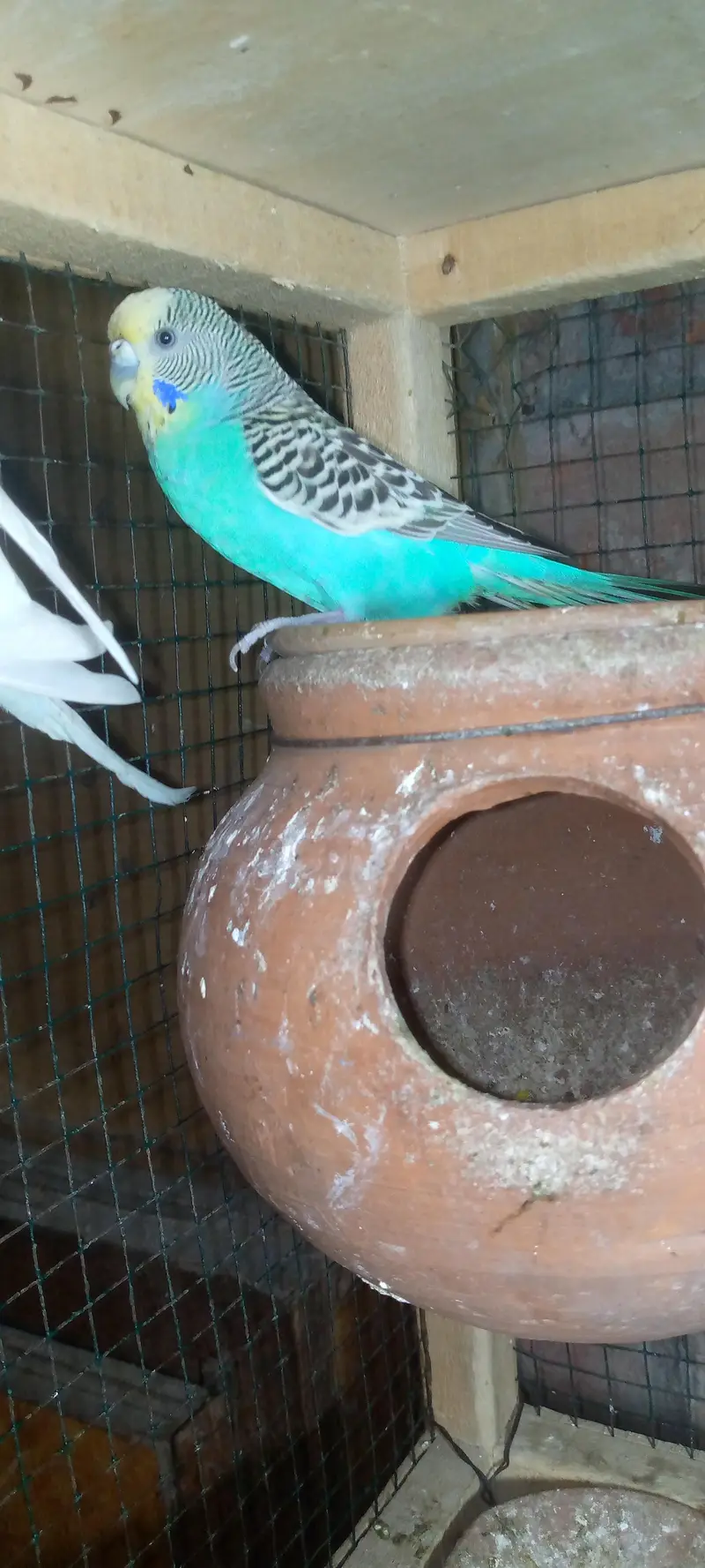 Budgies pair with chicks — photo 9