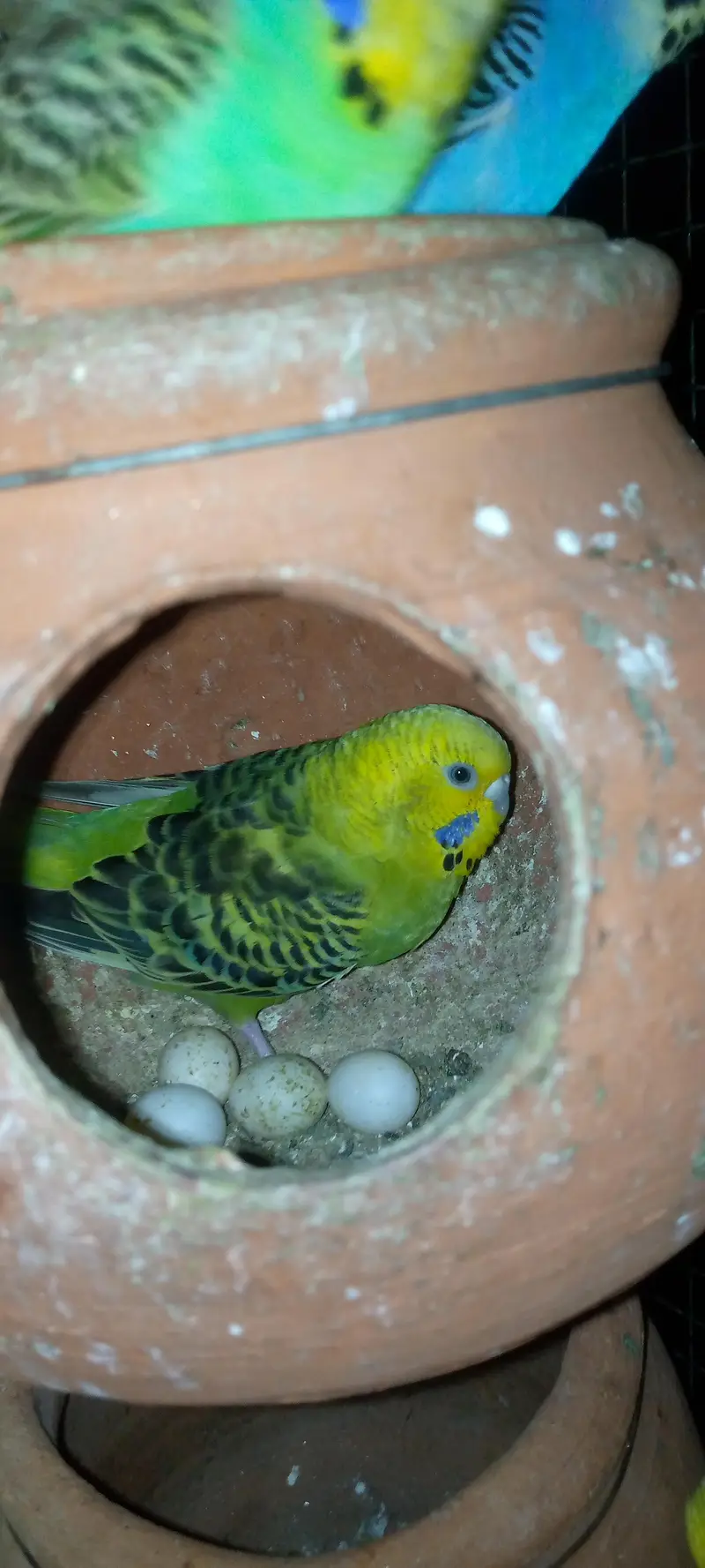 Budgies pair with chicks — photo 10