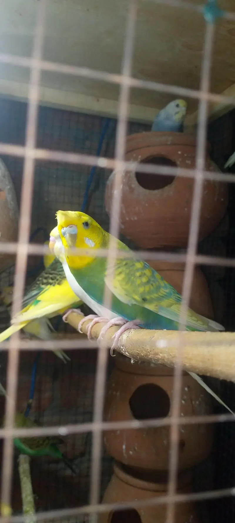 Budgies pair with chicks — photo 12