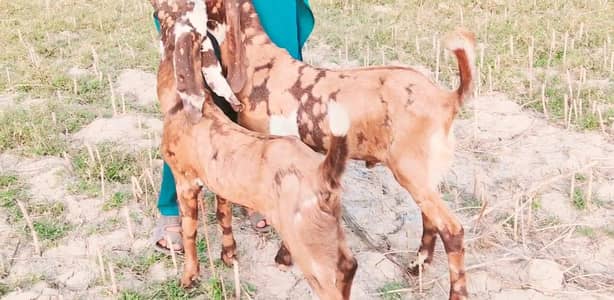 2 Bakre For Sale _ _03170252632