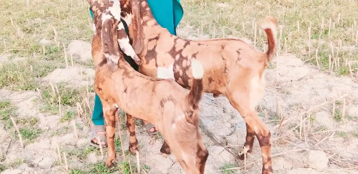 2 Bakre For Sale _ _03170252632