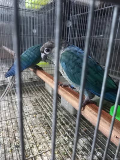 Blue torqouise black chest black feet conure pair available