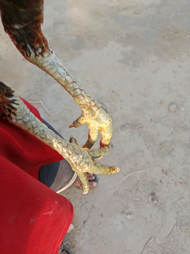 Aseel (description) 03346027993 — photo 3