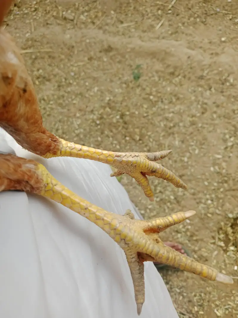 Aseel (description) 03346027993 — photo 6