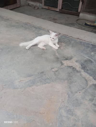 cat's