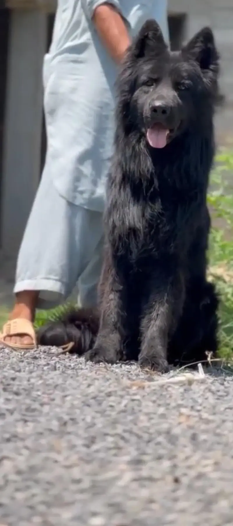 long coat male puppy 6 month age ping Pedigree ready for new home