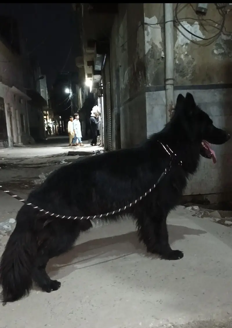long coat male puppy 6 month age ping Pedigree ready for new home — photo 2
