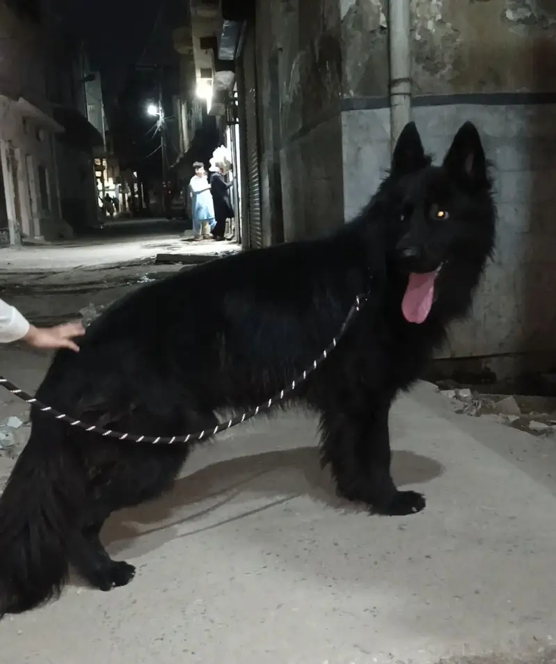 long coat male puppy 6 month age ping Pedigree ready for new home — photo 3