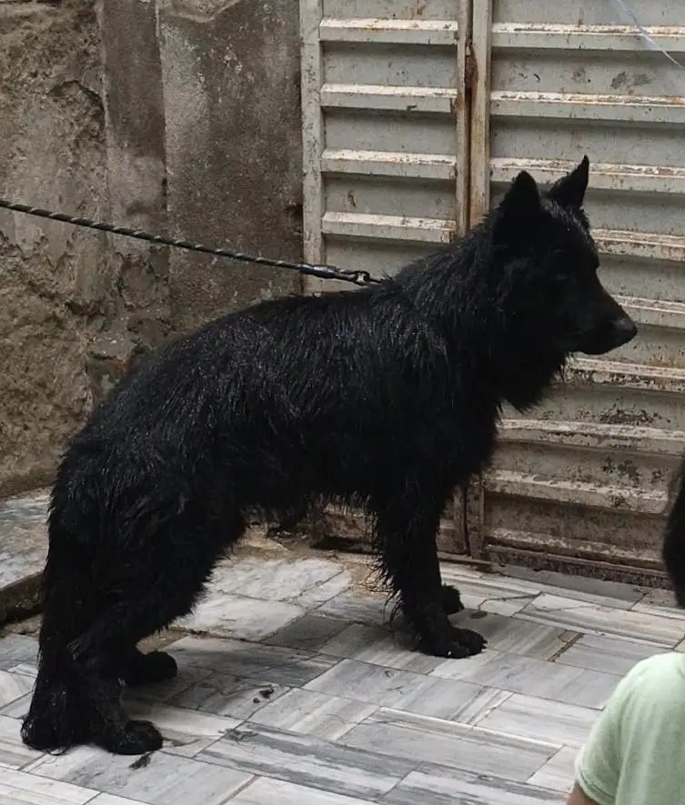long coat male puppy 6 month age ping Pedigree ready for new home — photo 4