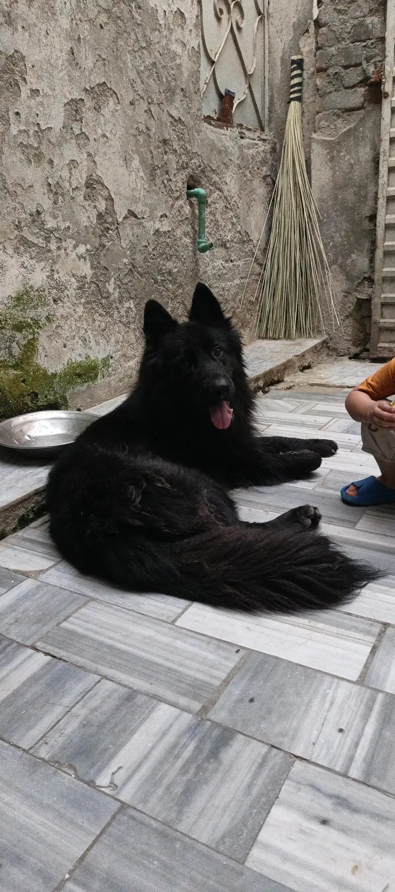 long coat male puppy 6 month age ping Pedigree ready for new home — photo 5
