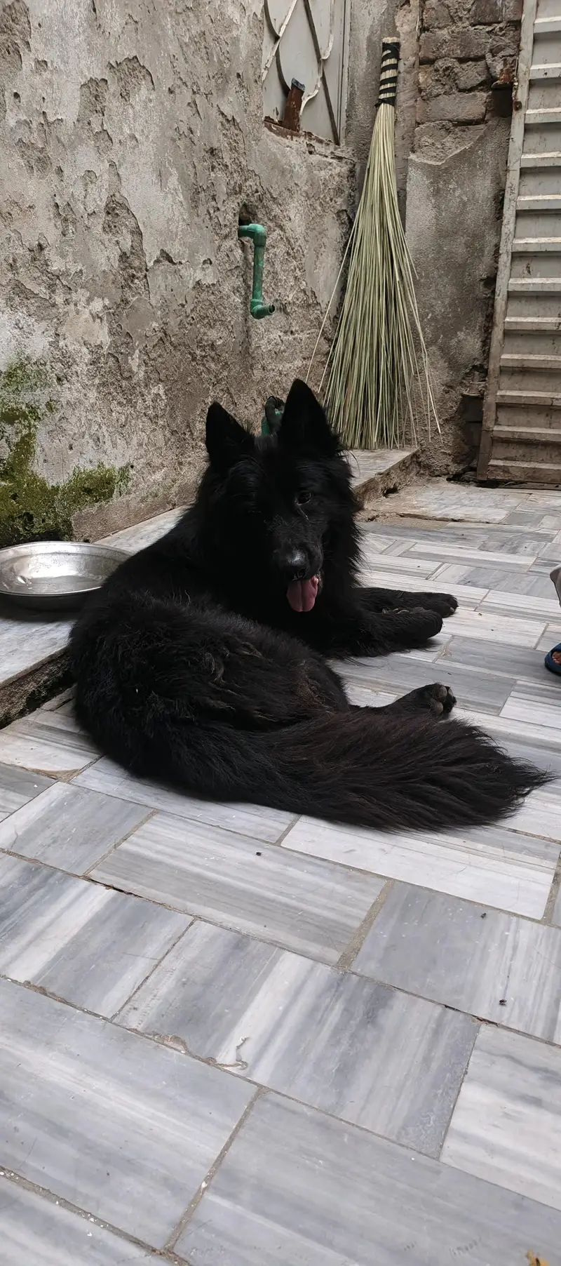 long coat male puppy 6 month age ping Pedigree ready for new home — photo 6