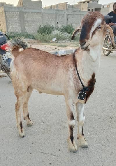 Tota puri goat
