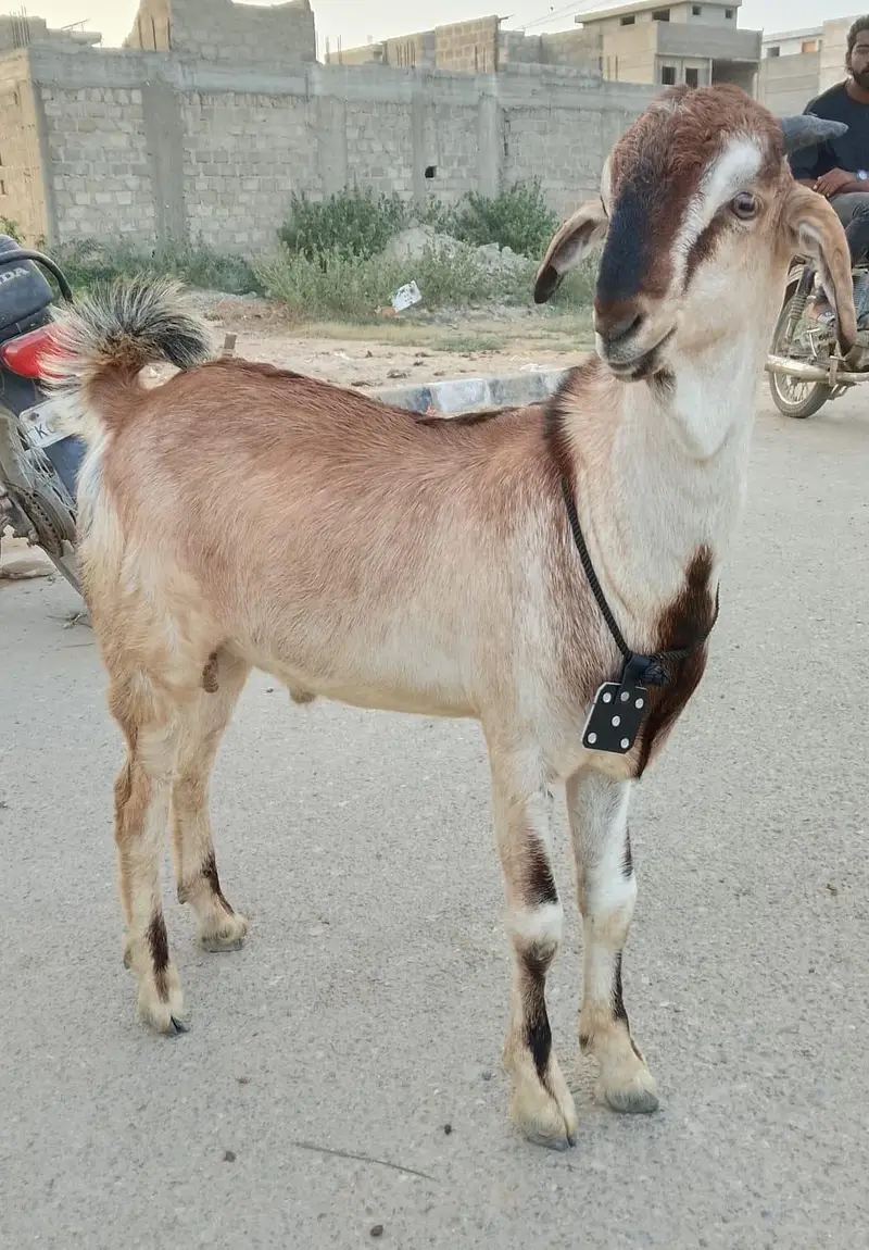 Tota puri goat