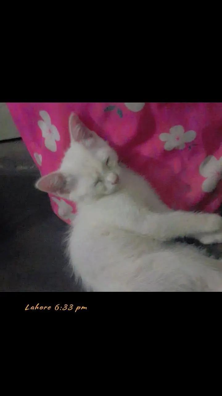 female persian cats for sell — photo 2