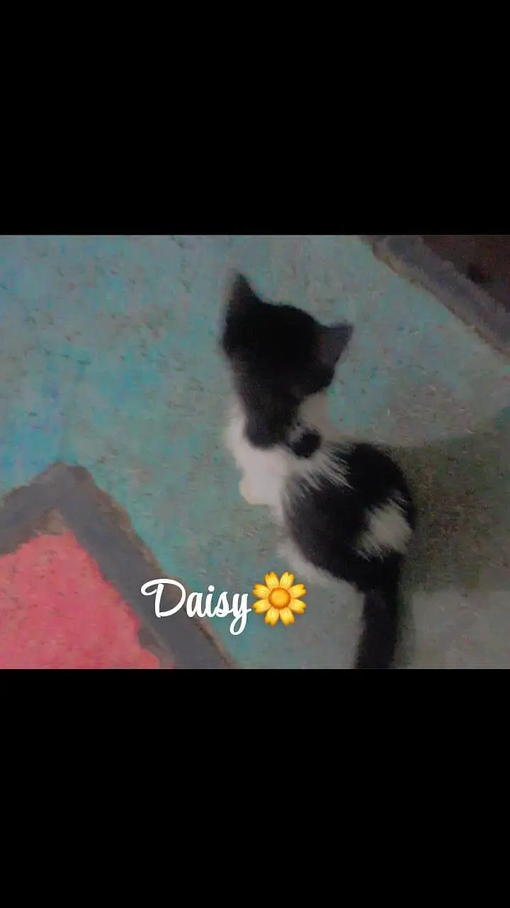 female persian cats for sell — photo 3