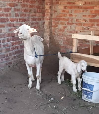 Taedi Bakri Sanan Goat