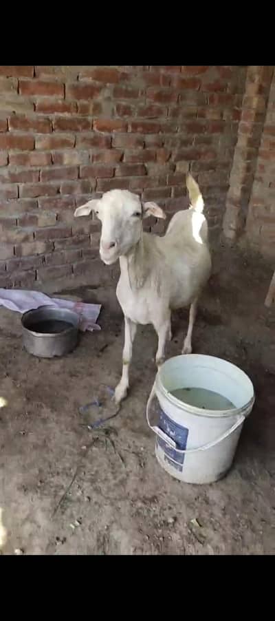 Taedi Bakri Sanan Goat