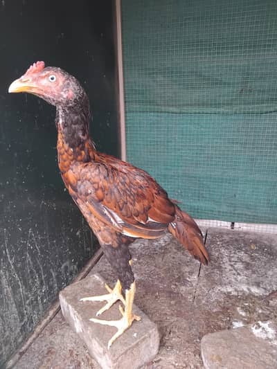 Aseel 1 patha4500 3 pathiya 3500 per piece home breed ki hai for sale