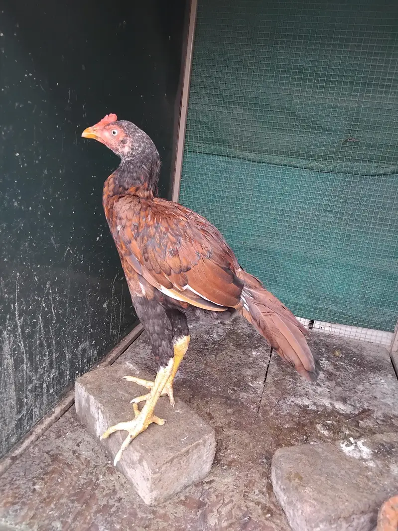 Aseel 1 patha4500 3 pathiya 3500 per piece home breed ki hai for sale — photo 2