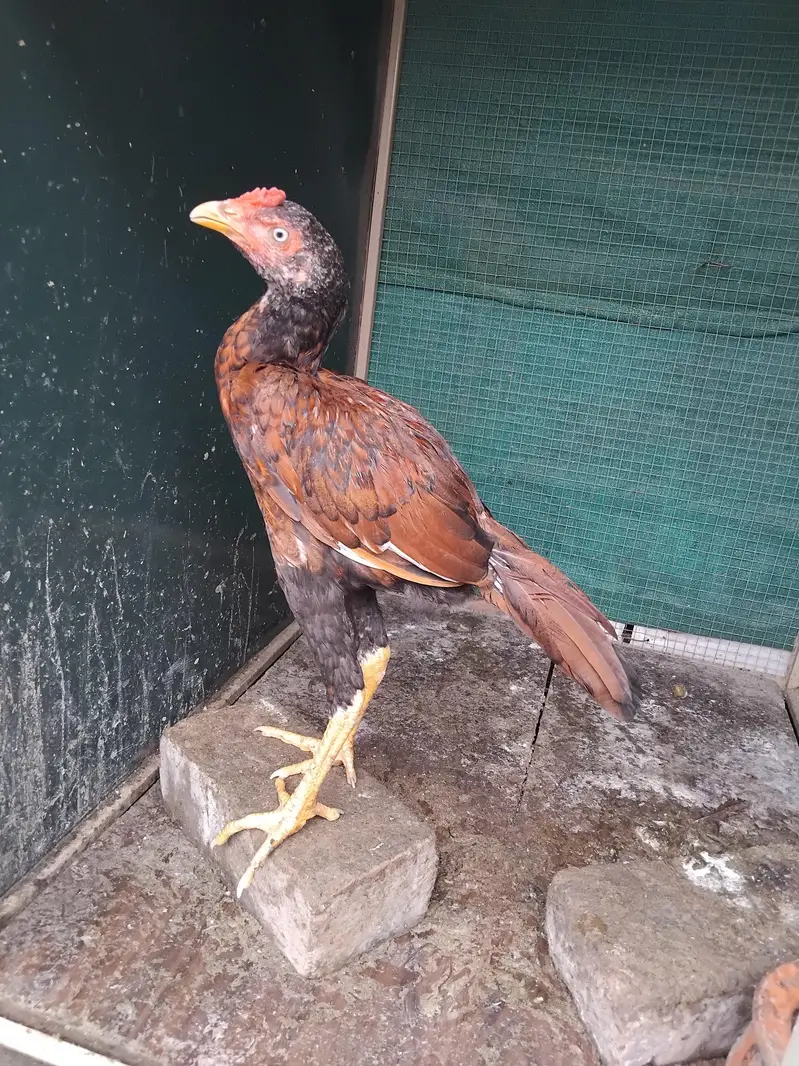 Aseel 1 patha4500 3 pathiya 3500 per piece home breed ki hai for sale — photo 3