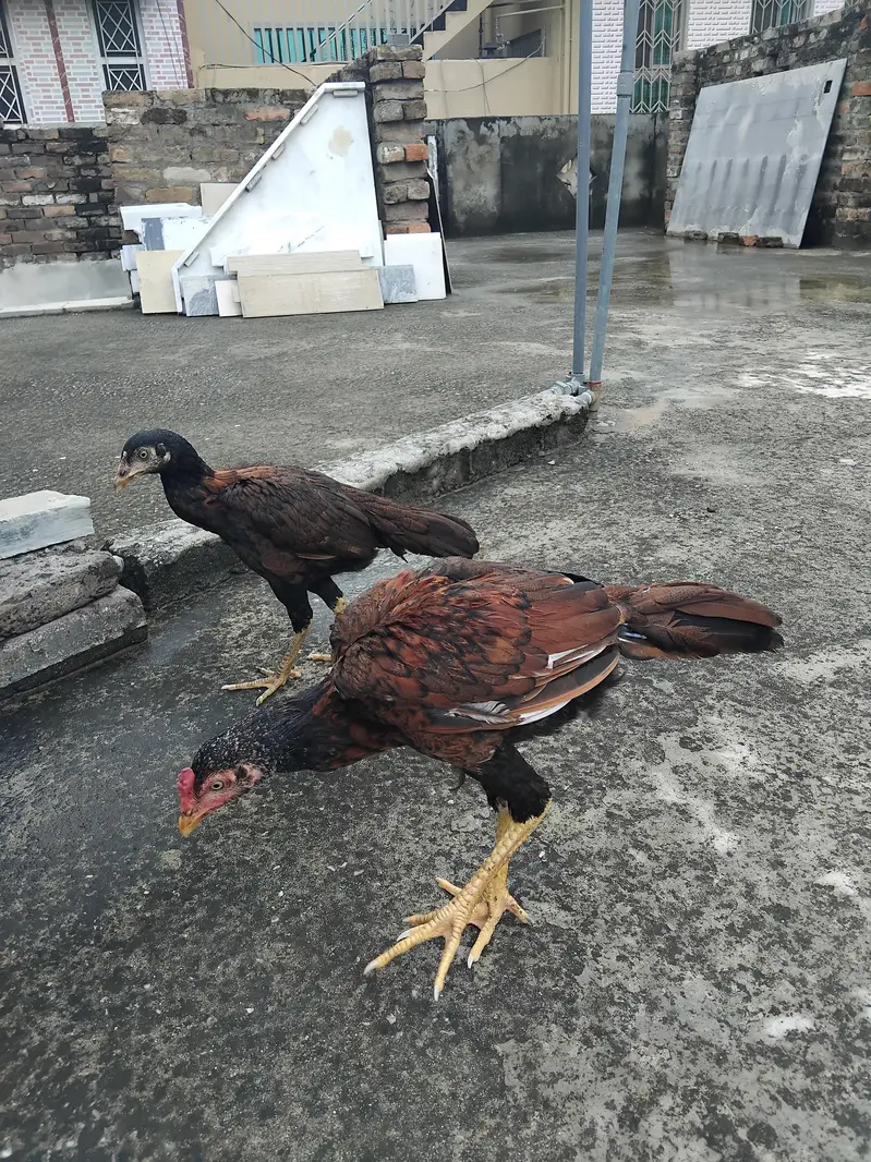 Aseel 1 patha4500 3 pathiya 3500 per piece home breed ki hai for sale — photo 4