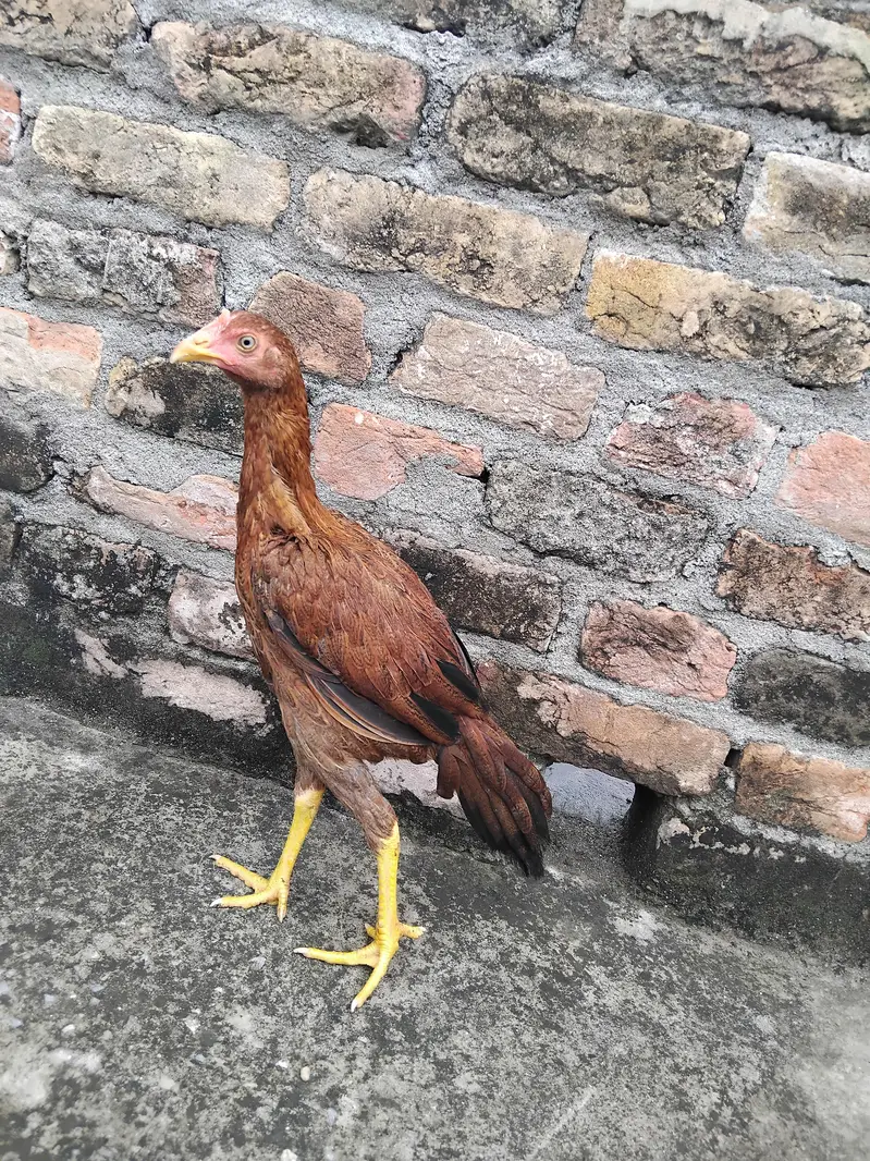 Aseel 1 patha4500 3 pathiya 3500 per piece home breed ki hai for sale — photo 5