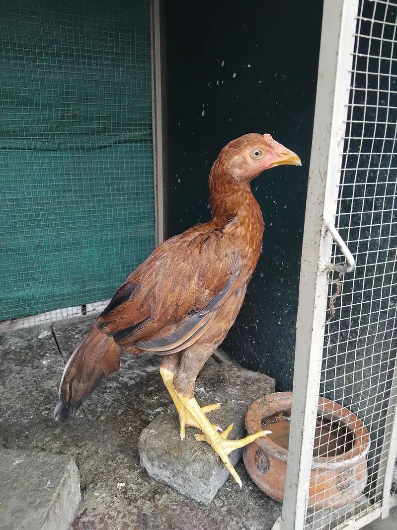Aseel 1 patha4500 3 pathiya 3500 per piece home breed ki hai for sale — photo 6