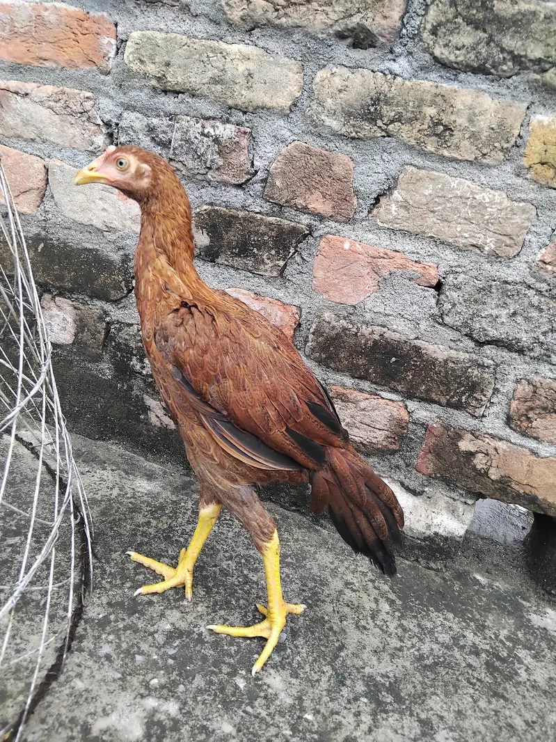 Aseel 1 patha4500 3 pathiya 3500 per piece home breed ki hai for sale — photo 7