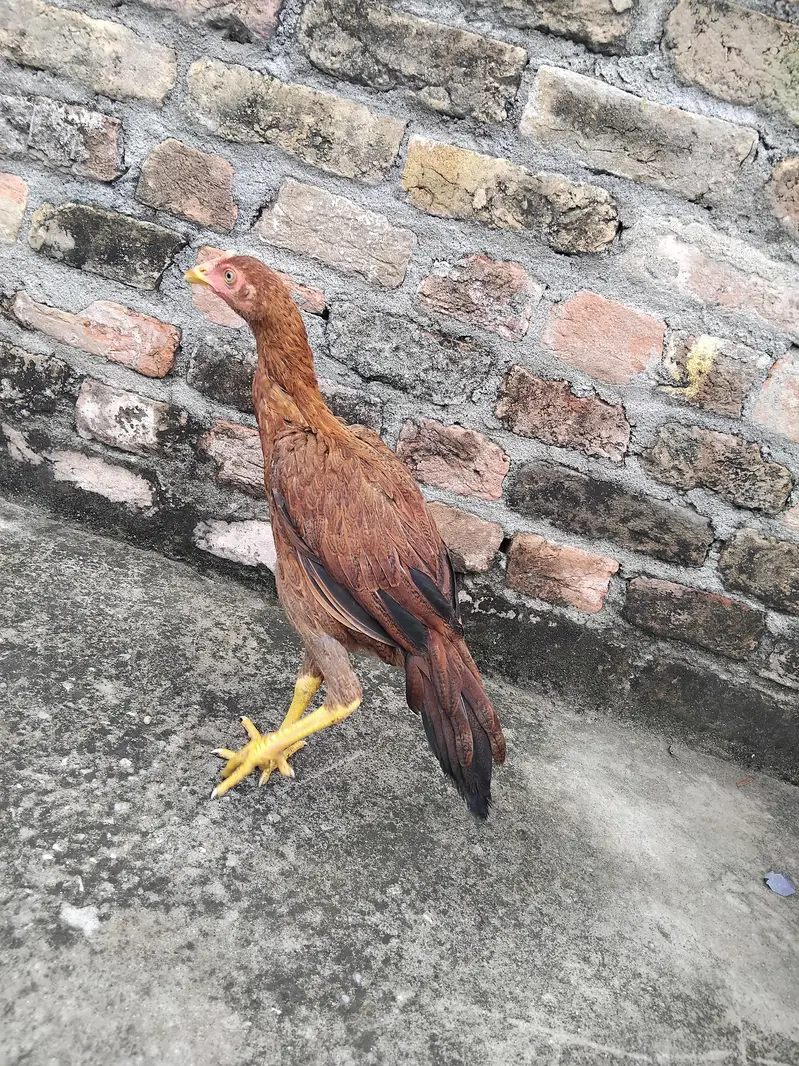 Aseel 1 patha4500 3 pathiya 3500 per piece home breed ki hai for sale — photo 8