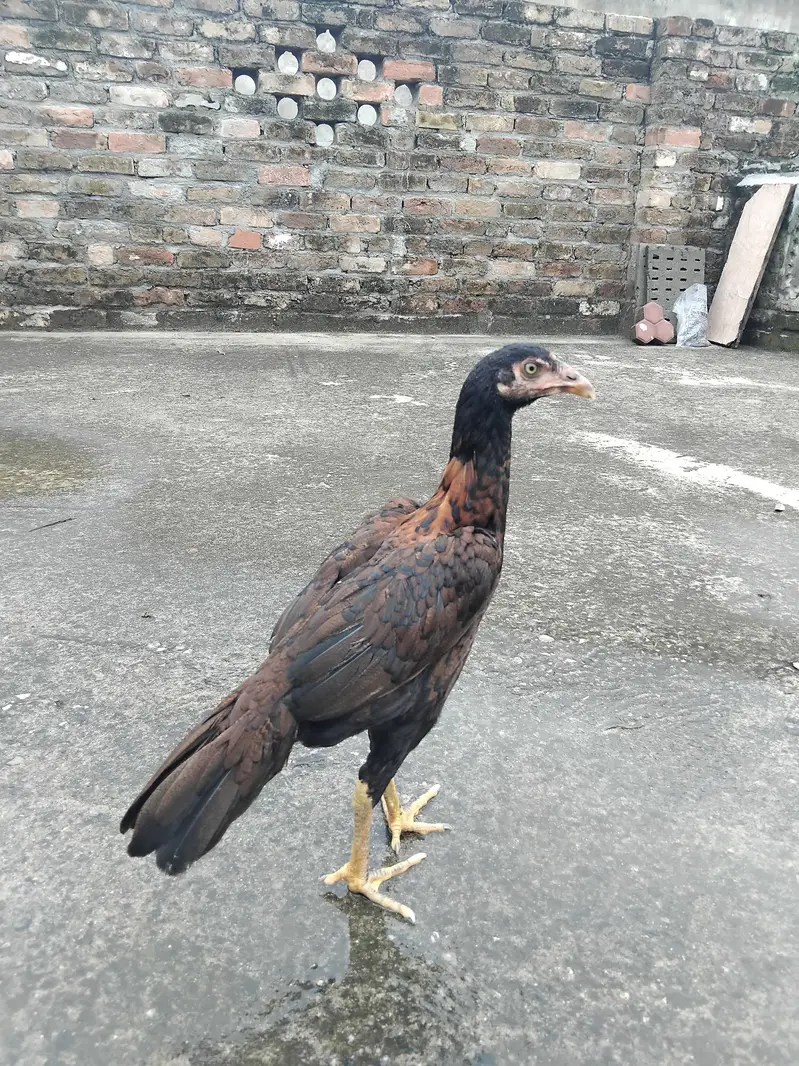 Aseel 1 patha4500 3 pathiya 3500 per piece home breed ki hai for sale — photo 9