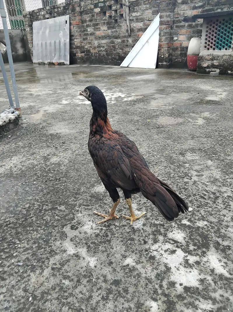 Aseel 1 patha4500 3 pathiya 3500 per piece home breed ki hai for sale — photo 10