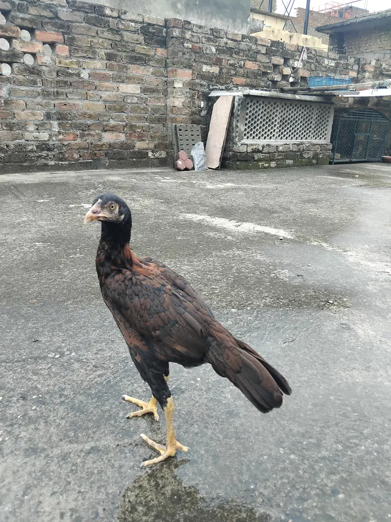 Aseel 1 patha4500 3 pathiya 3500 per piece home breed ki hai for sale — photo 11
