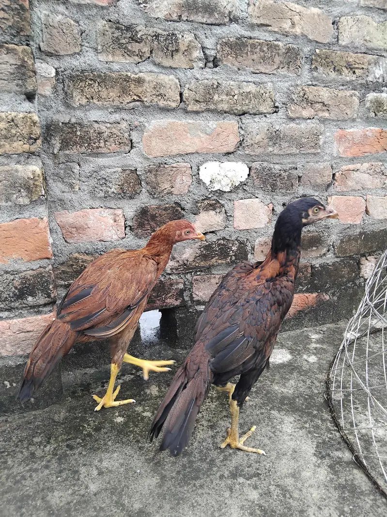Aseel 1 patha4500 3 pathiya 3500 per piece home breed ki hai for sale — photo 12