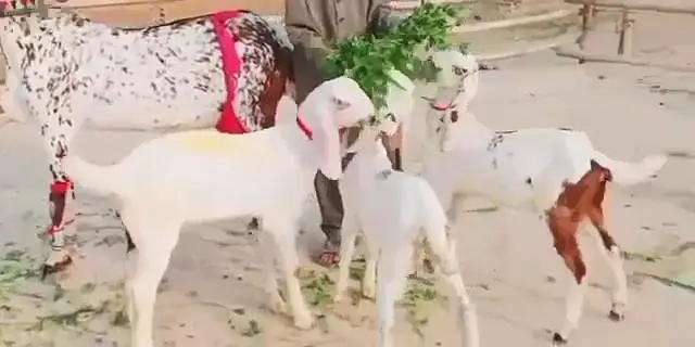 3 Beachon Ka Sath makka Chini bakri for sale___03170252632 — photo 3