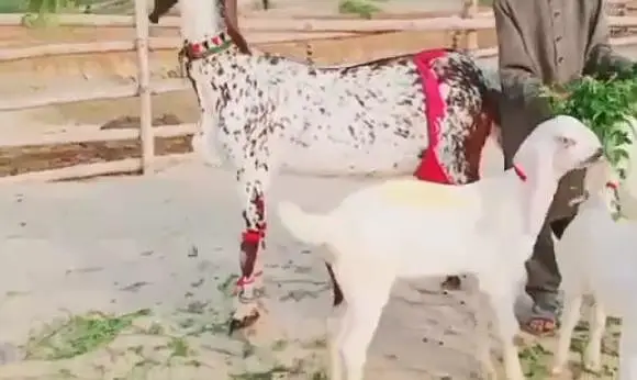 3 Beachon Ka Sath makka Chini bakri for sale___03170252632 — photo 4