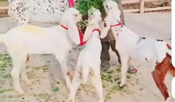 3 Beachon Ka Sath makka Chini bakri for sale___03170252632 — photo 5