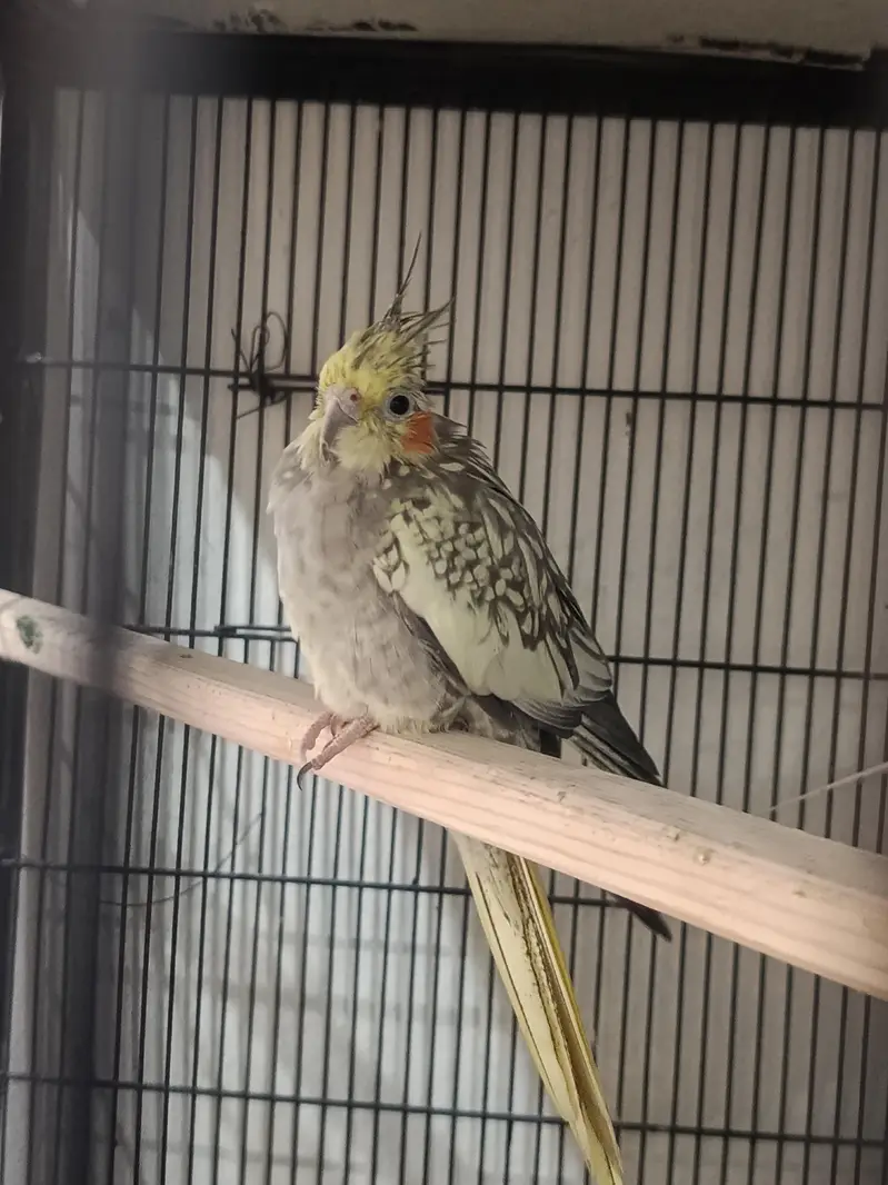cocktail breader pair