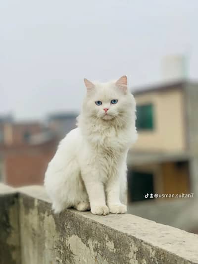 Beautiful Male White Fluffy Cat with Blue Eyes | Healthy & Playful