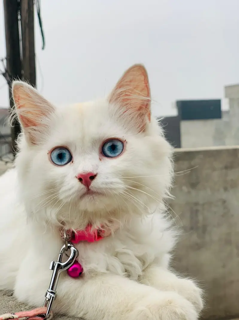 Beautiful Male White Fluffy Cat with Blue Eyes | Healthy & Playful — photo 2