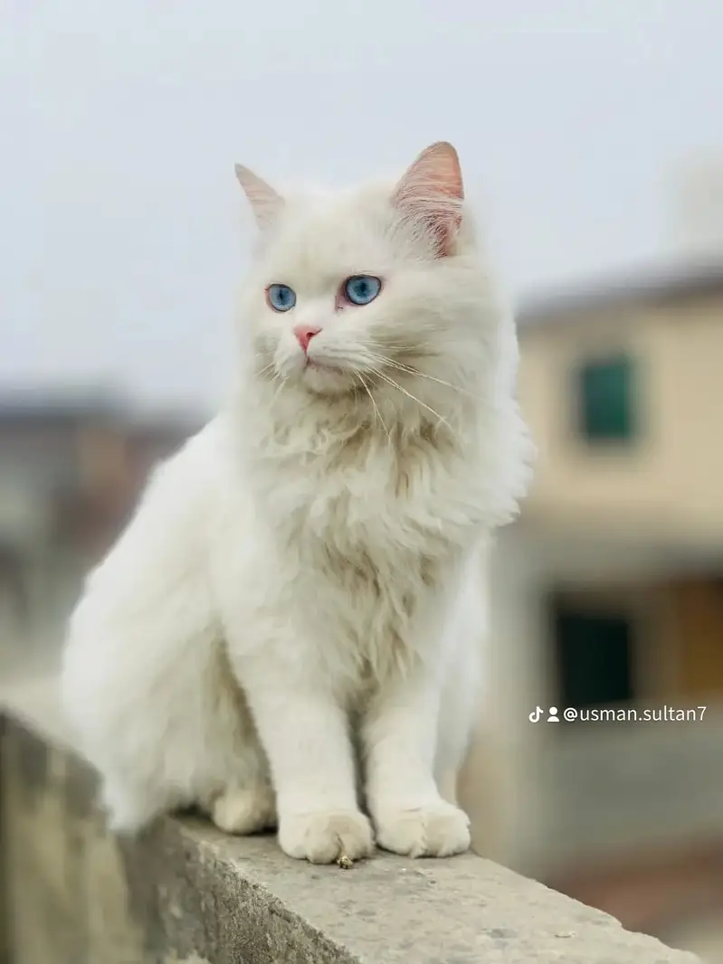 Beautiful Male White Fluffy Cat with Blue Eyes | Healthy & Playful — photo 3